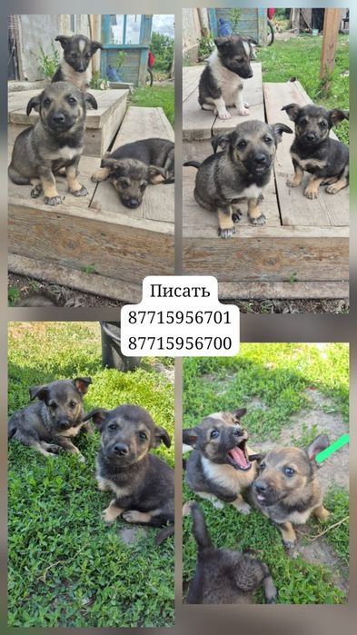 Отдам щенят в добрые руки девочки