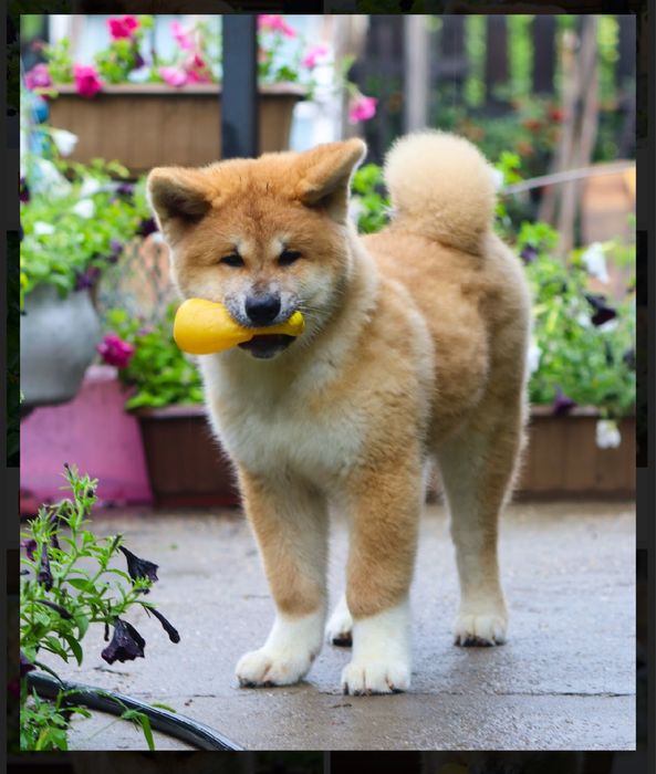 Щенки акита