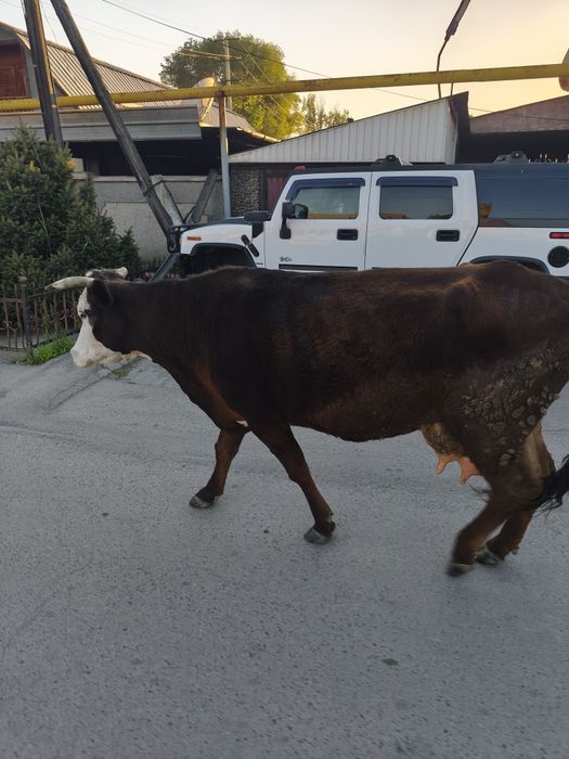 Продам корову и теленка