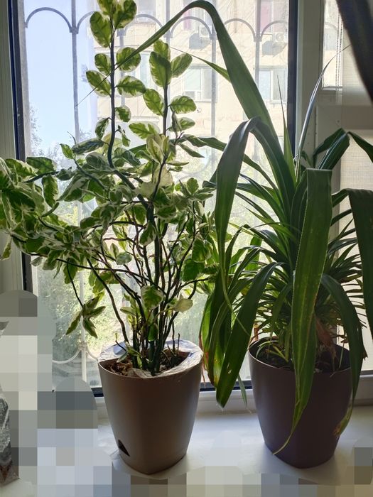 Домашние цветы , большие