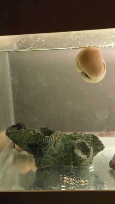 Улитки ампулярий