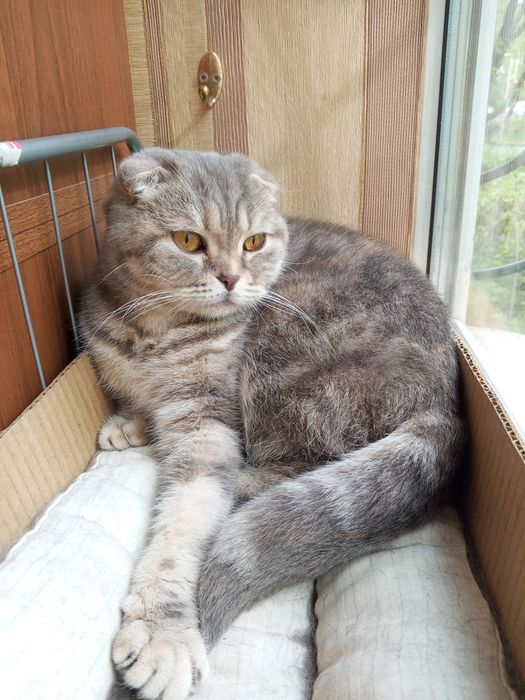 Кошечка вислоухая. Даром