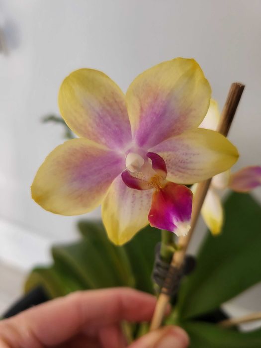 Продам Орхидеи сейчас цветут