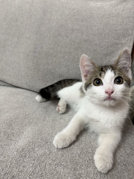Котенок Мальчик