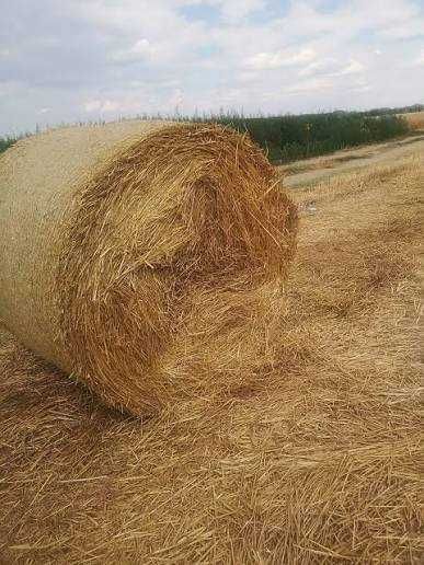 Baloti de paie rotunzi