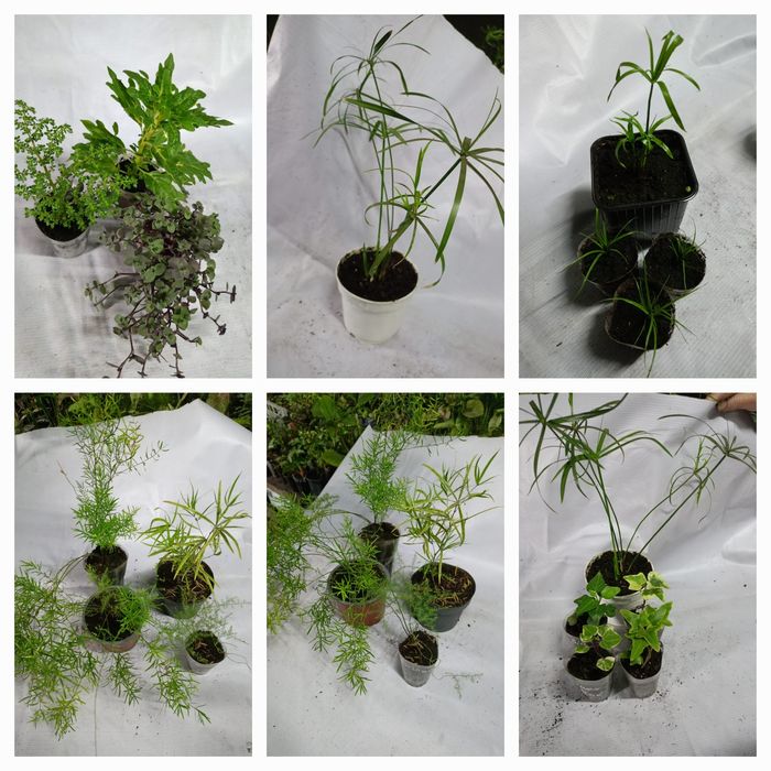 Продам цветы комнатные