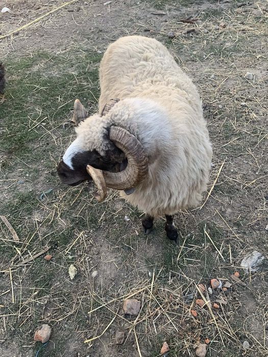 Vand berbec,3 ani,brez