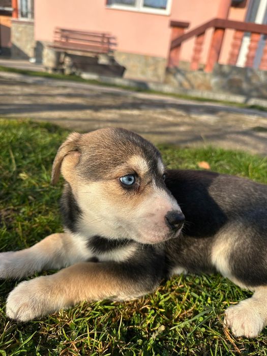 Donez catei - adoptie catei