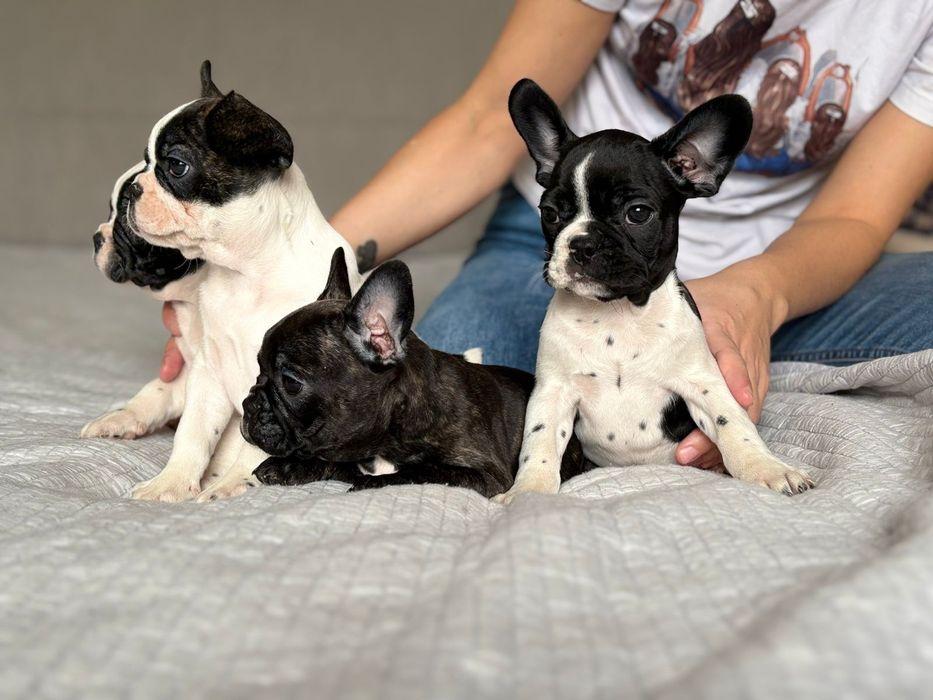 Щенки Французского бульдога.  Девочки .