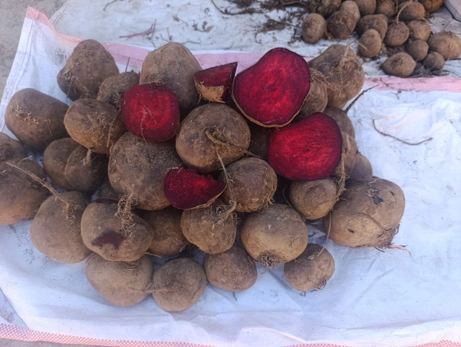Свекла красная оптом