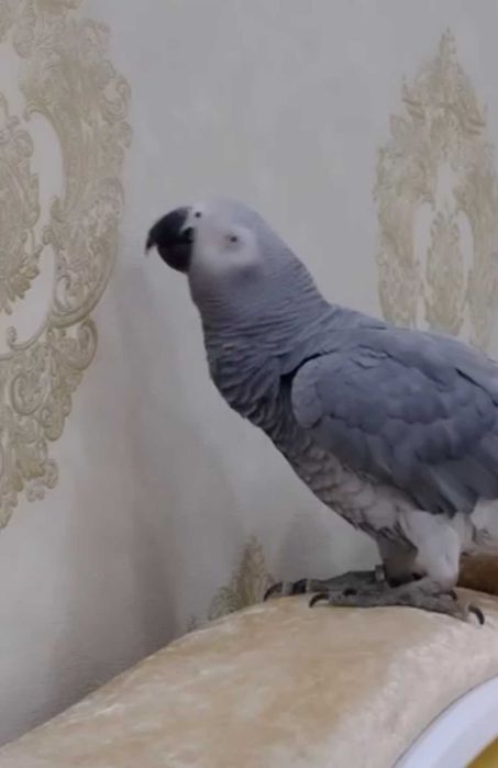 Jaku gapiradigonidan