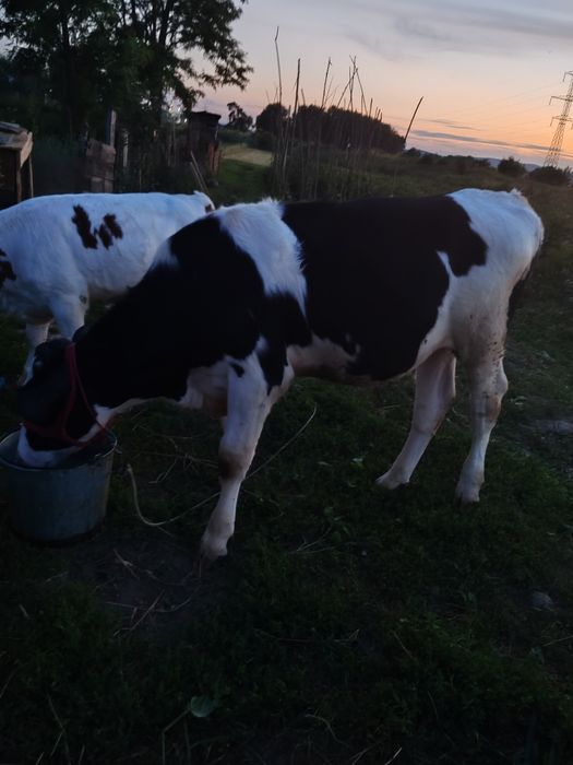 Vand taur vâstră de 6luni