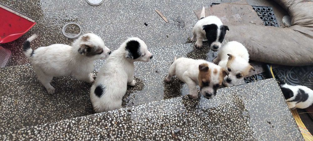 Джак Ръсел бебе на 2мес