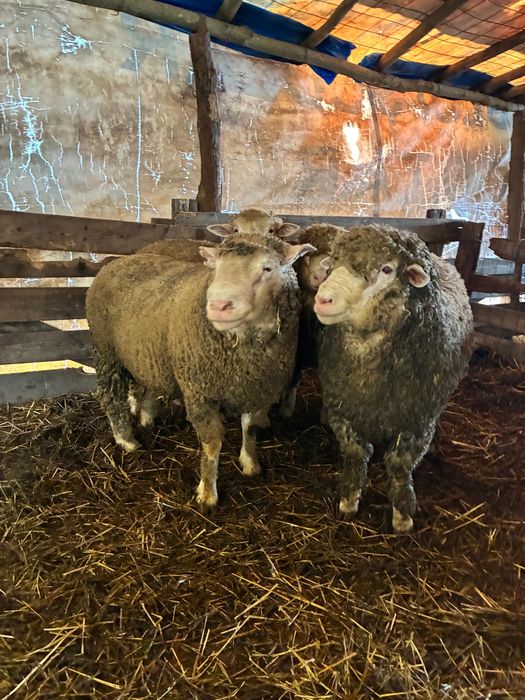 Berbecuti il de France