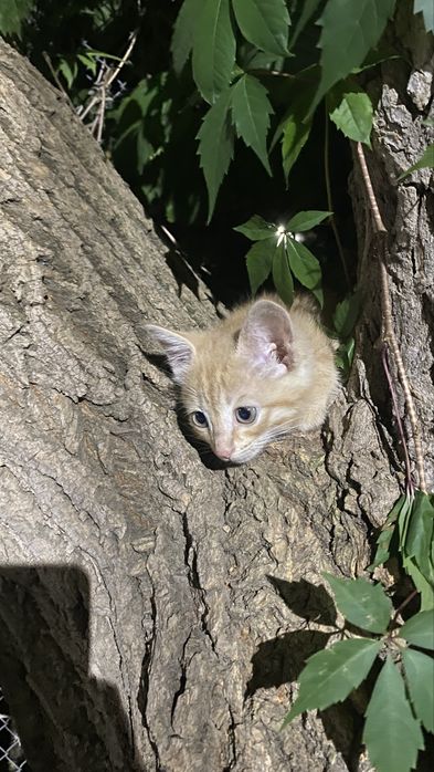 Котик мальчик рыжий