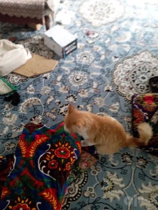 Mushuk sotiladi zotli