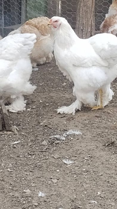 Продавам яйца и птиците Кохинг стандарт. Жълт Орпигтон. Брама