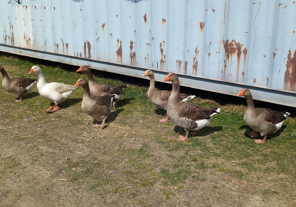 Гусиные  яйца  сатылады