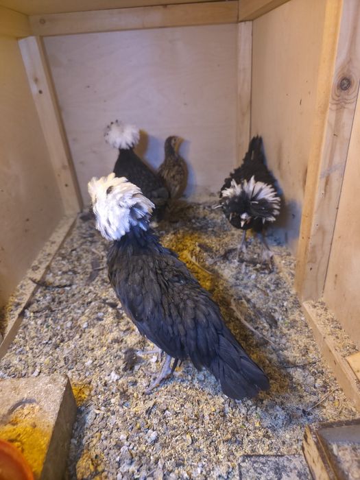 Галла жужалар  сотмлади 2+1