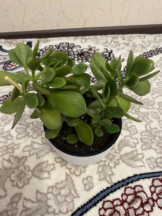 Цветок денежный, толстянка (крассула)