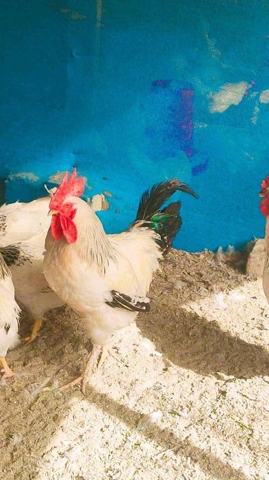 Адлер серебристый хурозлари сотилади