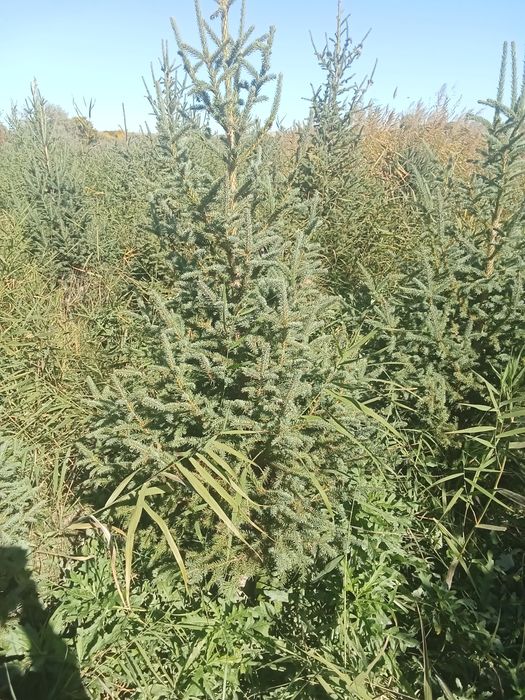 Ёлки европейские