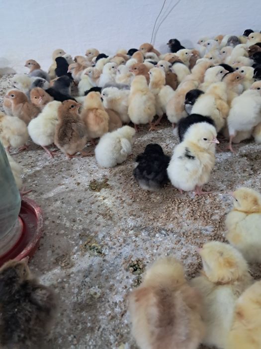 Куры несушки, цеплята