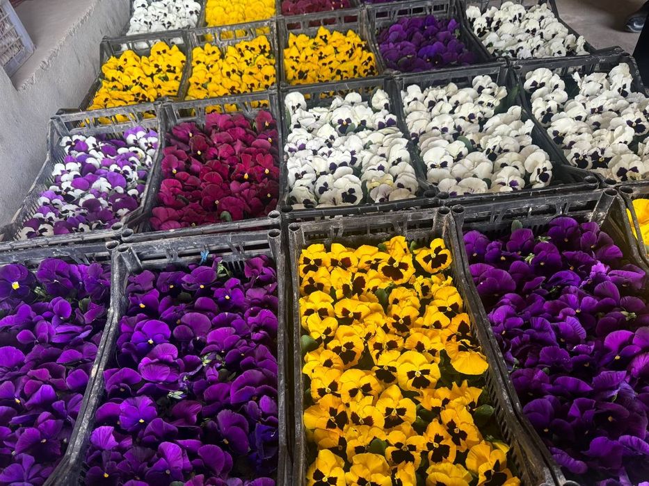 Optom yer tuvak gullari