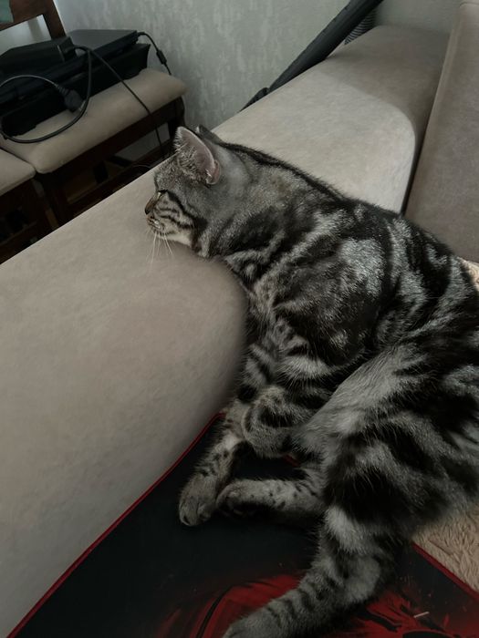 Отдам кота в добрые руки