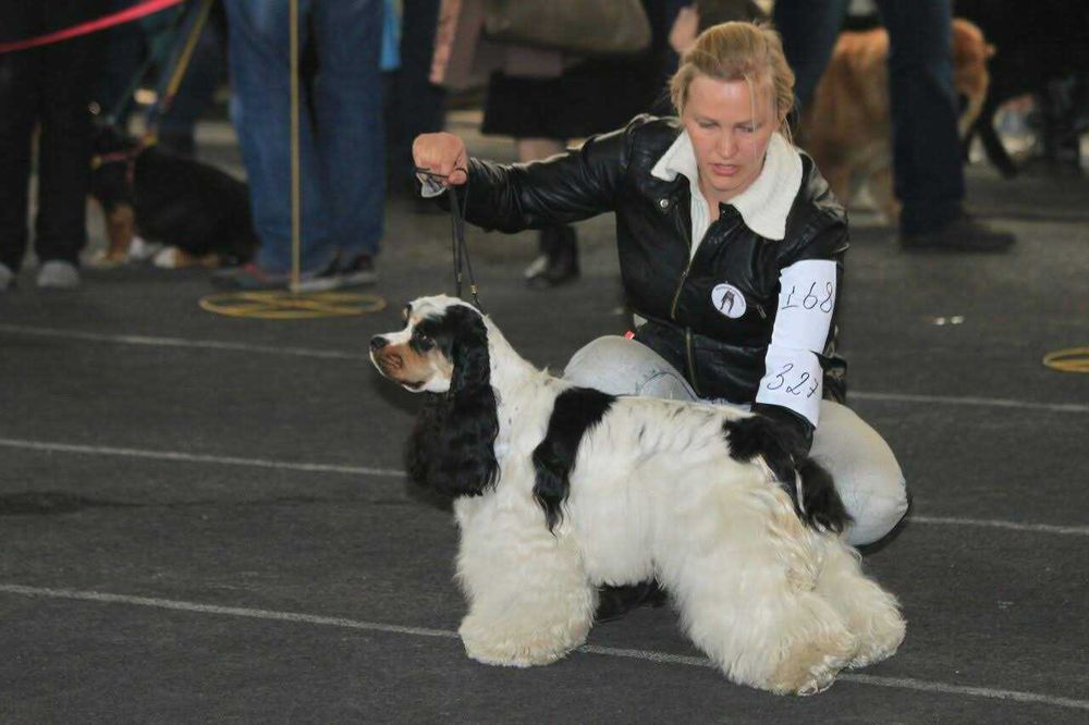 Американский кокер спаниель