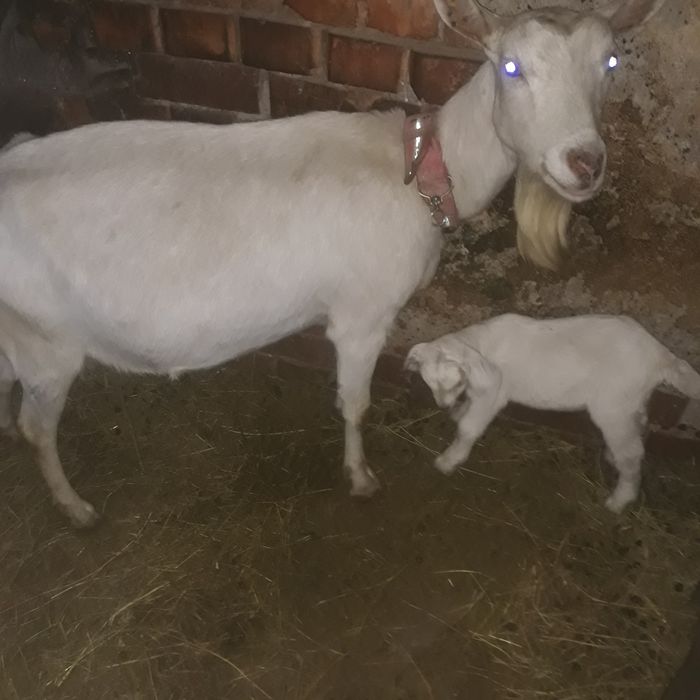 Vând  capră Sanen cu o ieduta