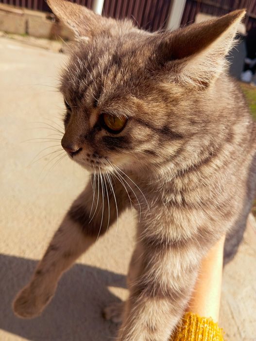 Отдам кошку в добрые руки