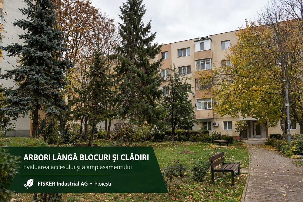 Tăiere și toaletare copaci Ploiești — brad, nuc, plop, etc  și ramuri uscate