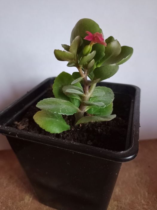 Коланхоэ цветущий