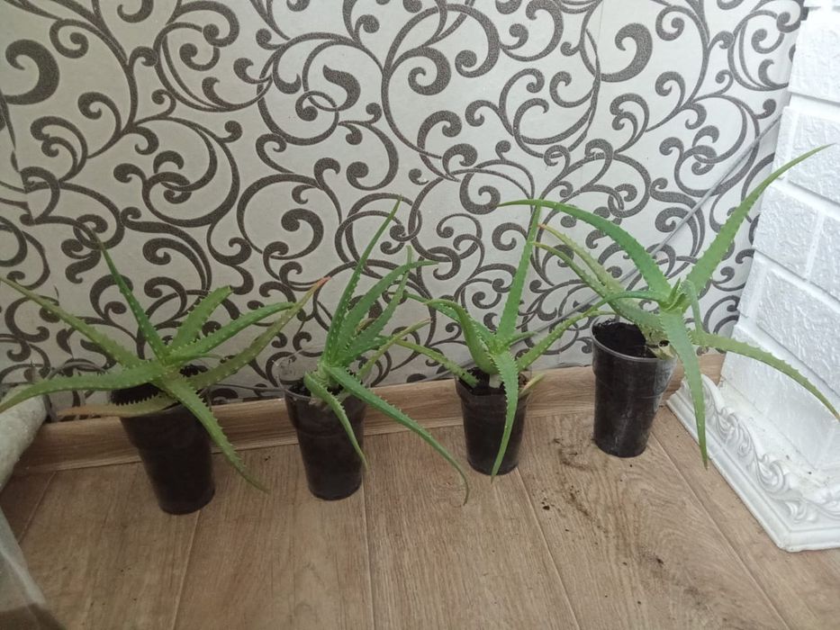 Продам алоэ лечебный