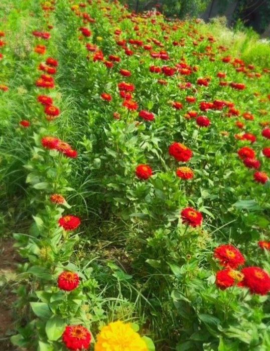 Олий навли гул уруглари сотилади