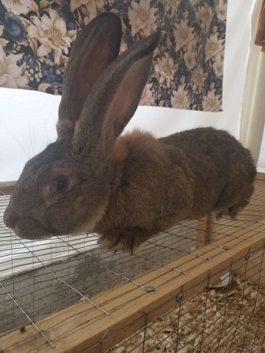 Tozza narsalar 50kunlik 75kunlik