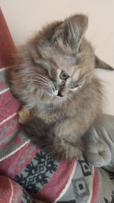 Отдам котенка в добрые руки