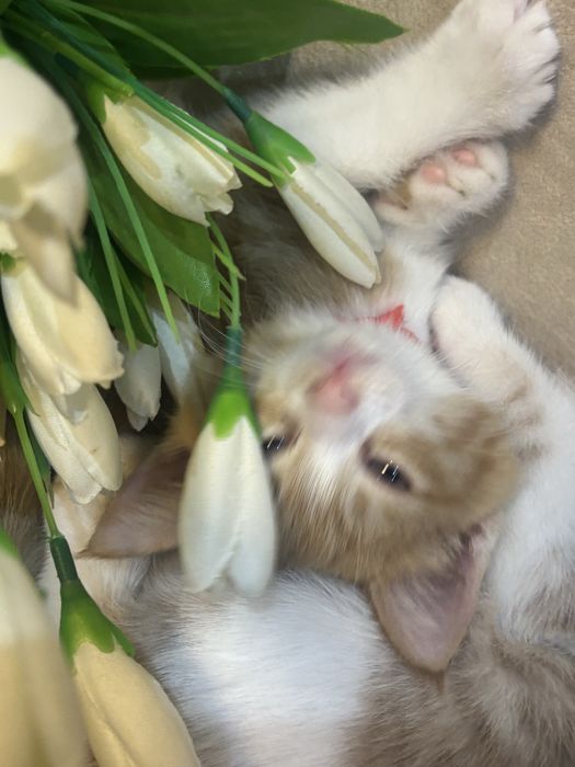Маленькие, домашние , котята! Мальчики