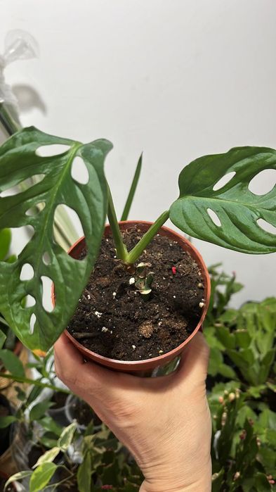 Комнатные растения