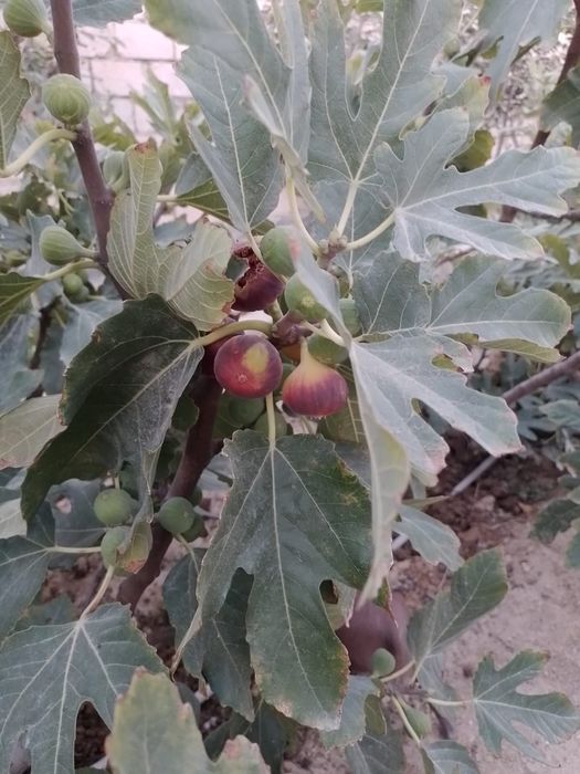 Укоренённые черенки инжира