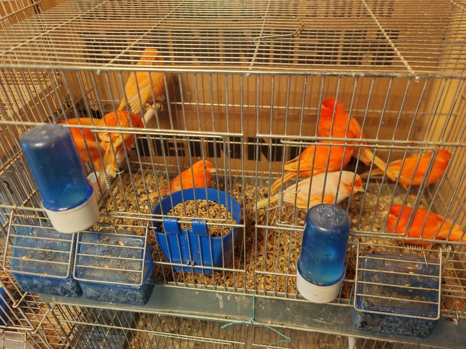 Canari     roșii