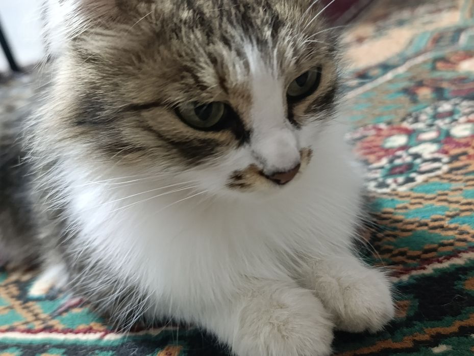 Mushuk zodi Domestic longhair