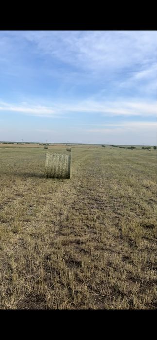 Продам сено в рулонах житняк