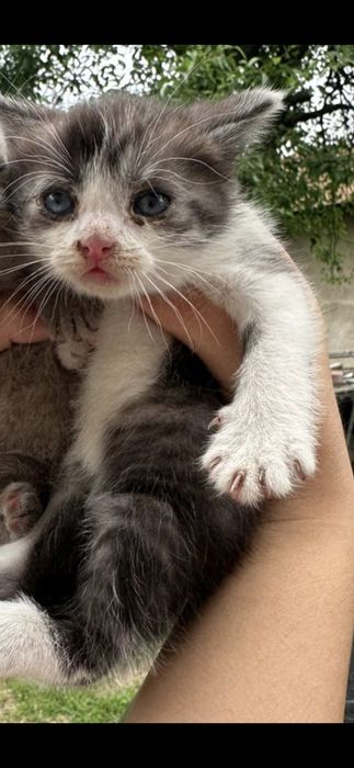 Котята британской породы