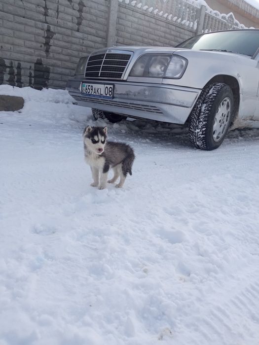 Хаски девочка 1,5месяц
