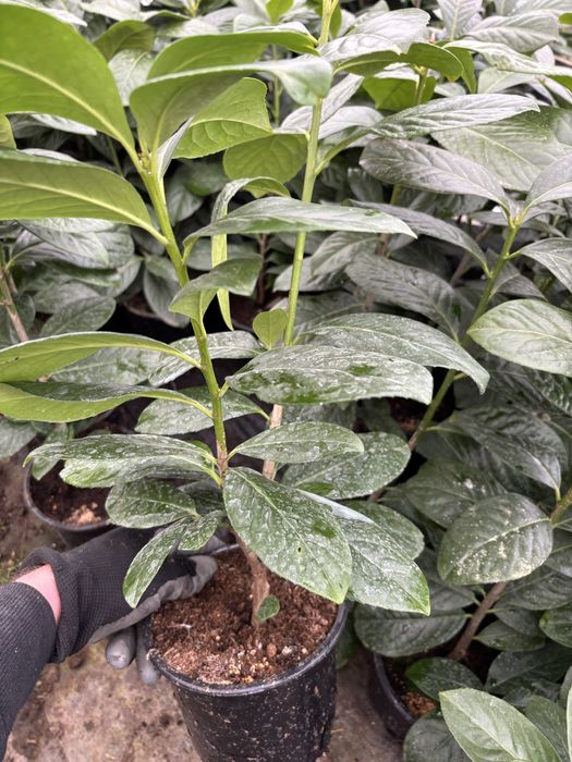 Prunus Laurocerasus (laur englezesc)