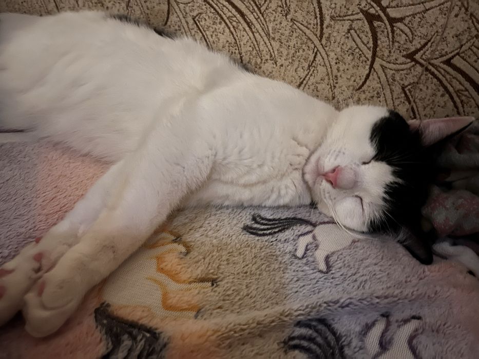 Motănel spre adoptie