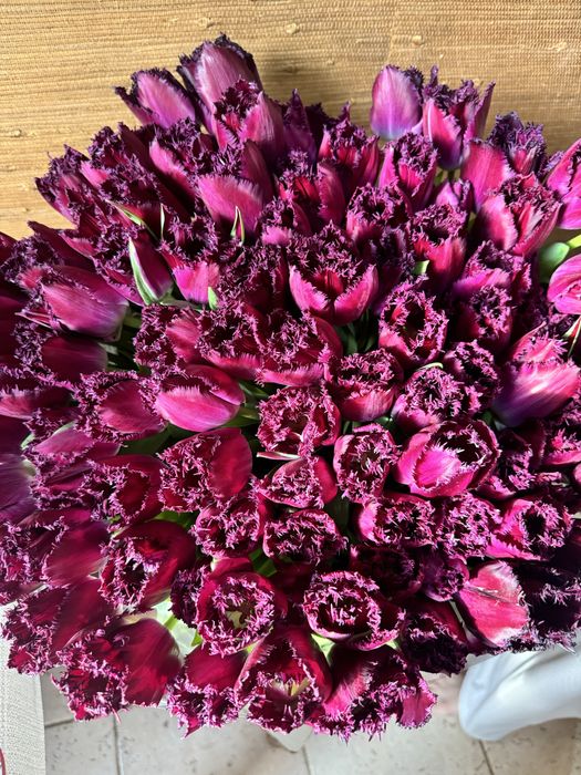 бахромчатые тюльпаны 100 штук