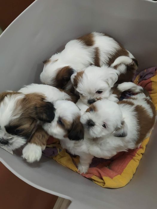 Кученце Ши тцу мъжко